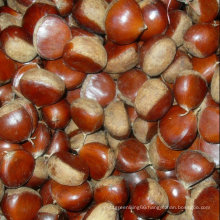 Fresh New Crop Tasty Chestnut